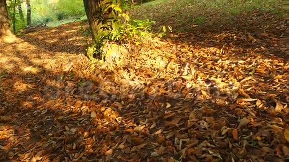 秋季栗色树林的景观和警告色视频的预览图