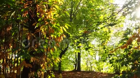秋季栗色树林的景观和警告色视频的预览图