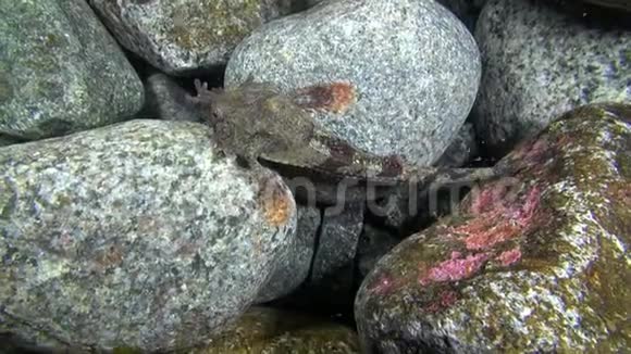 斑点鱼伪装在水下巴伦支海的岩石上视频的预览图