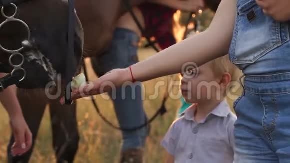 母亲和儿子给马喂苹果和面包视频的预览图