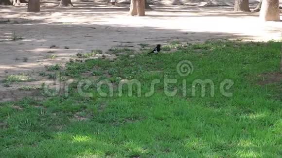 公园绿草上美丽的黑鸦视频的预览图