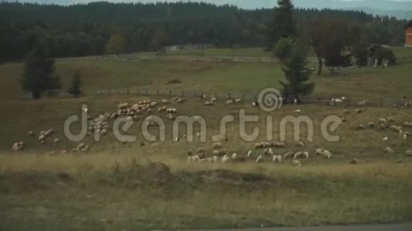 从车前窗看车在空山路上行驶动作缓慢羊在田野里放牧公路旅行视频的预览图