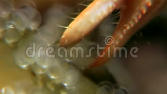 俄罗斯白海海底螃蟹鱼子酱切拉爪视频的预览图