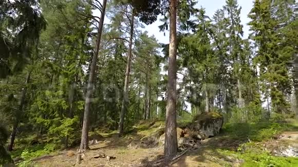 美丽的森林岩石自然景观蓝天背景上高绿的松树视频的预览图