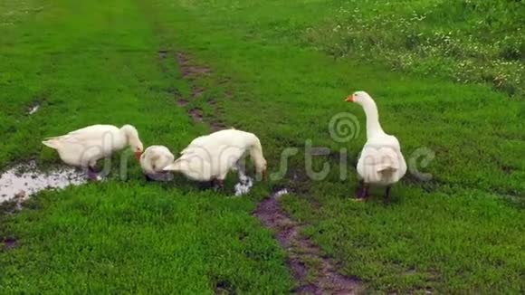 一家家白畜鹅去池塘喝水视频的预览图