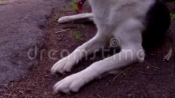 阿拉斯加的哈士奇狗躺在北方森林的山顶上视频的预览图
