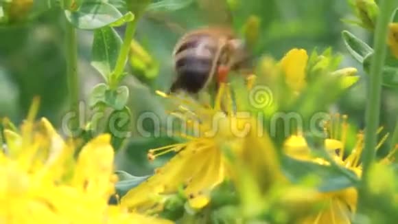 花上的蜜蜂视频的预览图