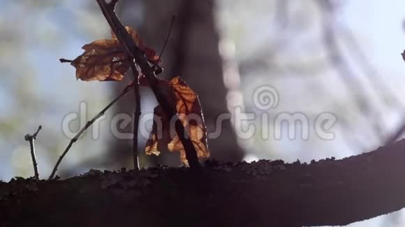 哈尔科夫的秋日枯叶在风中摇曳视频的预览图