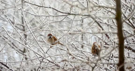 冬天树上的麻雀视频的预览图