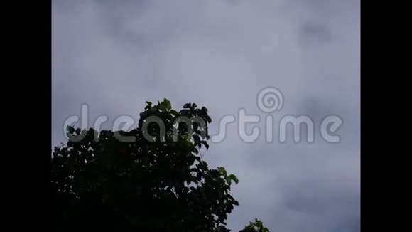 绿色的树枝移动的多云的天空视频的预览图
