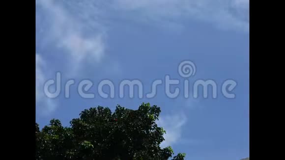 绿色的树枝移动的多云的天空视频的预览图