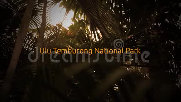 著名的雨林排版系列乌卢滕布荣国家公园视频的预览图