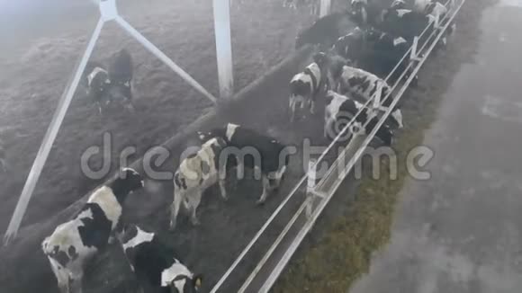 站在牛棚顶上的家养奶牛视频的预览图