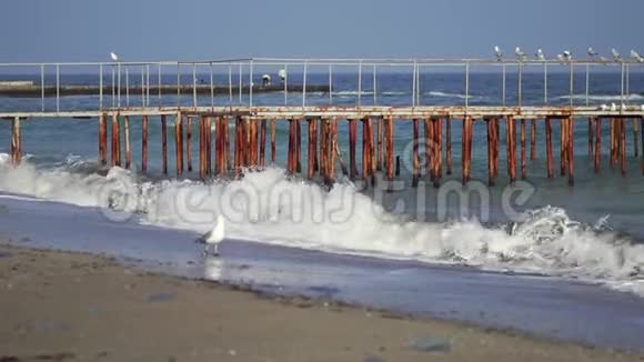 阳光明媚的海岸海鸥坐在码头上视频的预览图