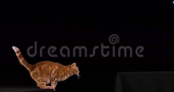 红塔比家猫成人在黑色背景下跳跃视频的预览图