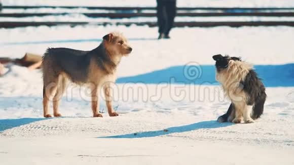无家可归的两只狗冷冷地过冬无家可归的动物宠物问题生活方式中的黑白小狗视频的预览图