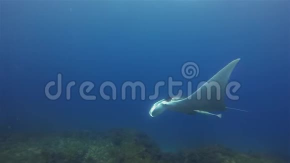 曼塔射线组在蓝色海水中游泳和环绕珊瑚礁的大型射线视频的预览图