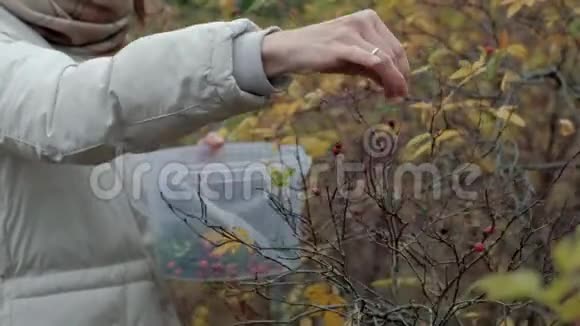 秋天在森林里采摘浆果的年轻女子在寒冷的天气中特写视频的预览图