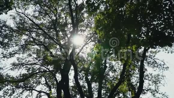 阳光透过树木的叶子闪烁视频的预览图