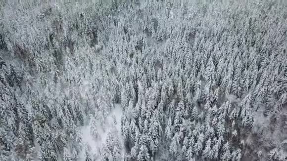 在寒冷的冬天高高的飞行相机在大树林中倾斜视频的预览图