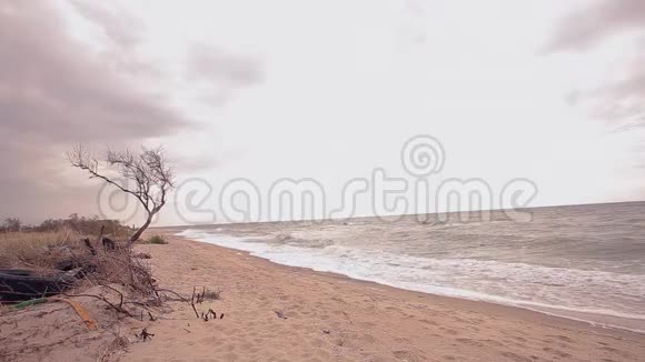 枯枝上海岸秋空海滩视频的预览图
