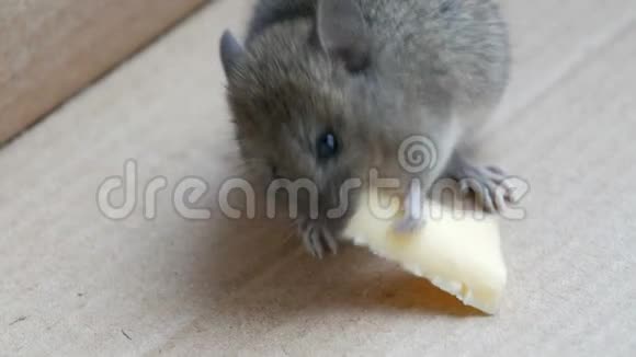 小老鼠在纸箱里吃奶酪视频的预览图