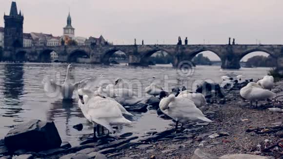 布拉格的天鹅视频的预览图