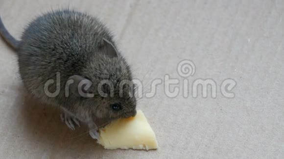小老鼠在纸箱里吃奶酪视频的预览图