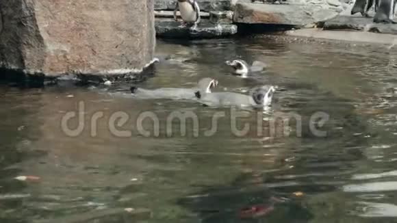 一群贪玩和高度社交的非洲企鹅在公共场所被封闭的水边聚集视频的预览图