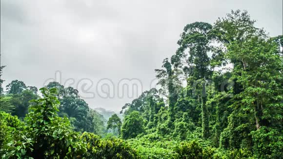 雾蒙蒙的雨林时代视频的预览图