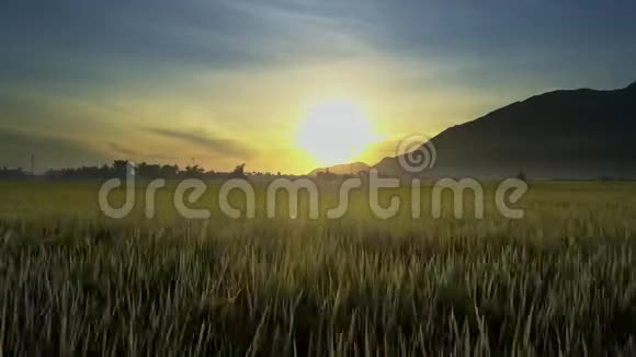 镜头移动通过水稻耳朵到植物和山在日出视频的预览图