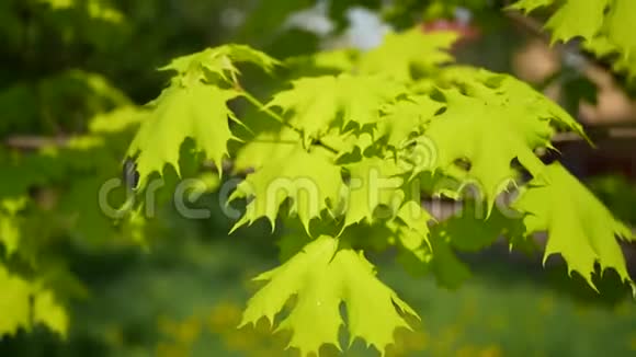 春天的枫树上有鲜艳的绿叶背景是草地上有蒲公英视频的预览图