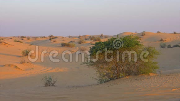 在炎热的沙漠中生长在山丘和沙丘上的野生绿色灌木视频的预览图