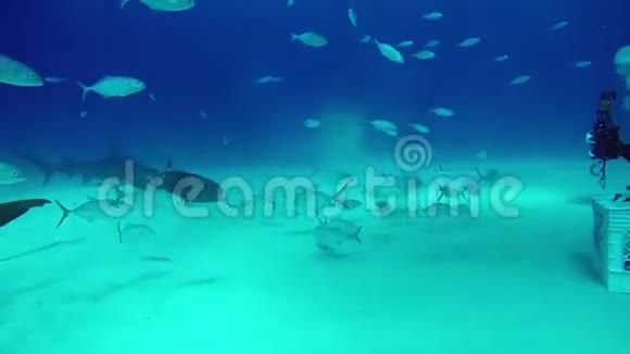 在巴哈马的沙质底部喂食锤头和牛鲨视频的预览图