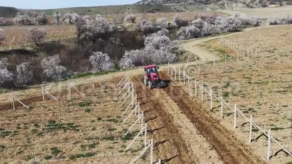 阳光明媚的早晨红拖拉机在葡萄园里耕种土壤视频的预览图
