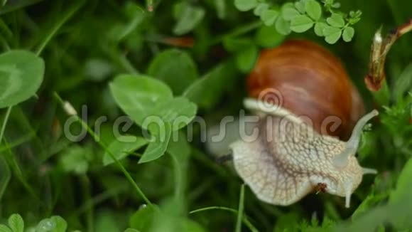 蜗在草丛中爬行视频的预览图