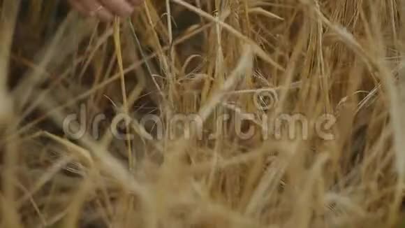 年轻的红发女人穿着绿色的裙子在傍晚的麦田里成熟小麦的金田慢动作视频的预览图