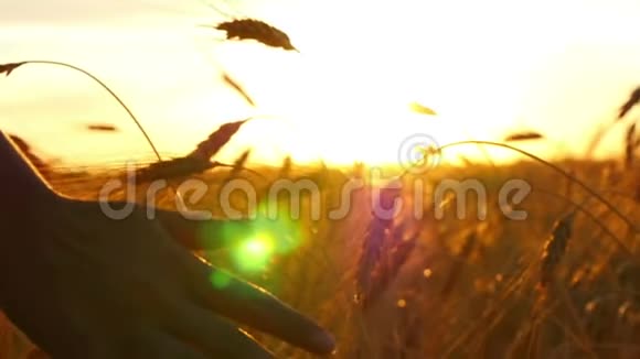 女孩手正沿着田野里金色小麦的小穗移动夕阳的光芒慢动作视频的预览图