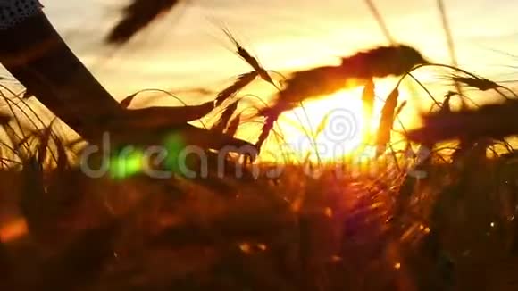 女人手正沿着田野里金色小麦的小穗移动夕阳的光芒慢动作视频的预览图