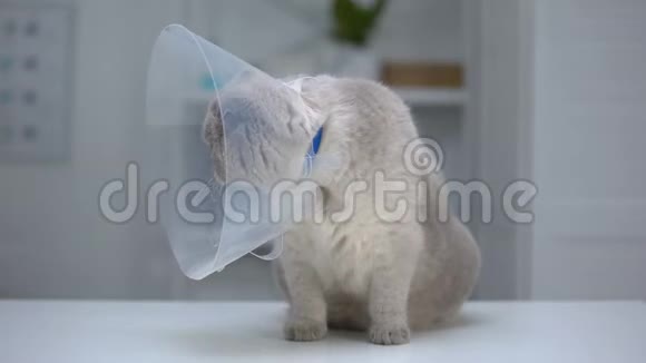 苏格兰折叠猫在锥领紧张后绝育手术恢复视频的预览图