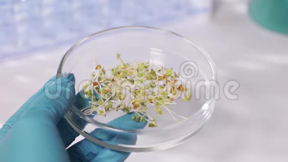 现代实验室的一位科学家进行植物实验视频的预览图