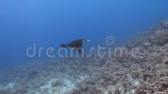 暗礁蝠游过珊瑚礁视频的预览图
