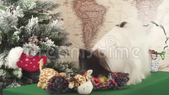 帕皮龙狗软玩具附近圣诞树股票录像视频的预览图