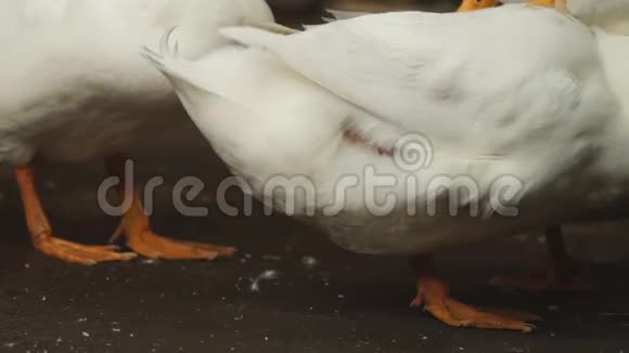 双脚聚焦北京烤鸭休息在树荫下休息近点视频的预览图