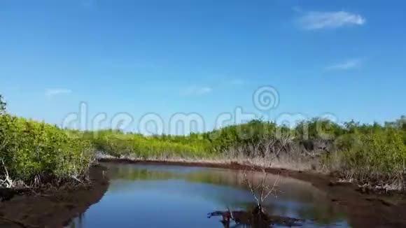 美国佛罗里达州大沼泽地市在红树林乘飞机游览视频的预览图