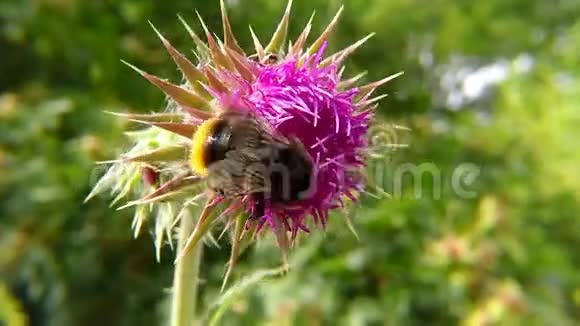 夏天蓟花上的大黄蜂视频的预览图