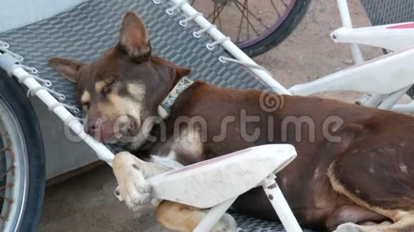 一只躺在塑料扶手椅上的棕色无家可归的狗视频的预览图