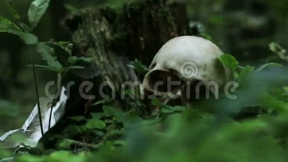 森林里的头骨视频的预览图