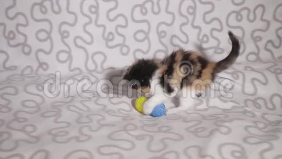 小可爱的三色小猫在玩蓝色的球视频的预览图