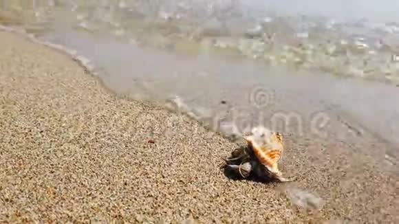 带着美丽贝壳爬在沙滩上的小寄居蟹视频的预览图